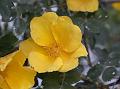 Small Yellow Rose